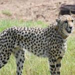 MADHYAPRADESH-CHEETAH-NEWS-1-169087135016x9.jpg