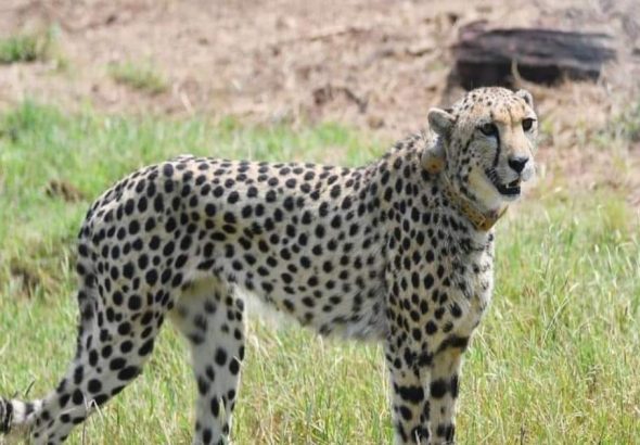 MADHYAPRADESH-CHEETAH-NEWS-1-169087135016x9.jpg